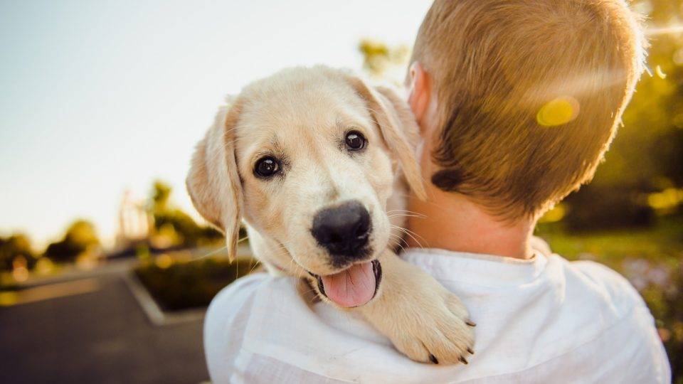 As mudanças demográficas nos Estados Unidos são preocupantes. Cada vez mais os jovens abdicam dos filhos, trocando-os por cães e gatos.