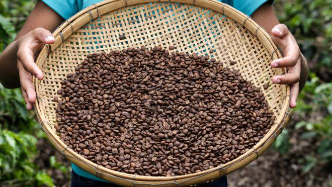 Mais de 1,2 mil fazendas, a maioria mineiras, fornecem café para a Nespresso no país