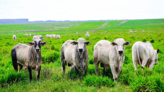 O mercado americano está fechado para a importação da carne bovina in natura brasileira desde 2017