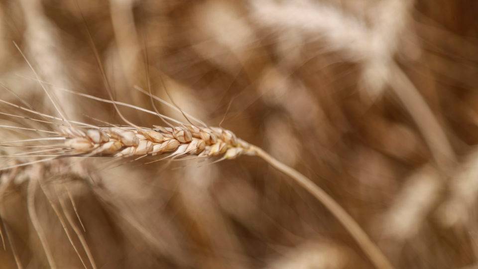 Guerra na Ucrânia faz preço do trigo disparar ao maior valor desde 2008 Trigo