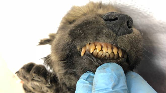 Dogor, um filhote canino de dois meses que viveu há 18 mil anos, foi encontrado na Sibéria