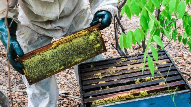O mel cultivado na Caatinga virou item de exportação no Piauí. Europa e América do Norte estão interessadas no “ouro do Semiárido”