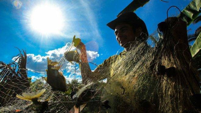 Utilizando um sistema de criação conhecido como sisteminha, o piscicultor Anderson Amorim tem a expectativa de produzir 300 kg de tilápia neste primeiro ciclo de produção, mesmo tendo apenas três tanques pequenos que servem de criadouro.
