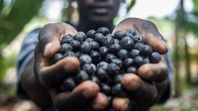 Produção de açaí na área rural de Manaus (AM). O Amazonas é o segundo maior produtor nacional da fruta