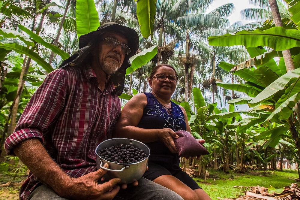 O produtor José Reinaldo da Silva Maia, da Comunidade Canaã, área rural de Manaus, e sua esposa, Maria de Fátima, que possuem 25 hectares, sendo 4,5 ha cultivados com açaí do Pará e do Amazonas. Foto: Rogério Machado/Gazeta do Povo O produtor José Reinaldo da Silva Maia, da Comunidade Canaã, área rural de Manaus, e sua esposa, Maria de Fátima, que possuem 25 hectares, sendo 4,5 ha cultivados com açaí do Pará e do Amazonas. Foto: Rogério Machado/Gazeta do Povo
