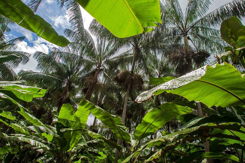 A irrigação no período seco faz com que o açaizeiro não perca a produtividade e nem prejudique o desenvolvimento do fruto. Foto: Rogério Machado/Gazeta do Povo A irrigação no período seco faz com que o açaizeiro não perca a produtividade e nem prejudique o desenvolvimento do fruto. Foto: Rogério Machado/Gazeta do Povo