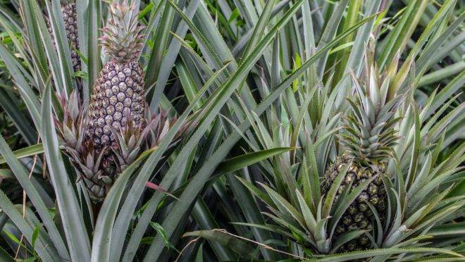 Graças às condições do solo, temperatura e umidade, o Amazonas produz o abacaxi mais doce do mundo