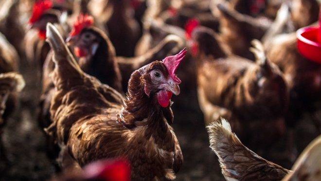 Criadas em sistema semi-confinado, as galinhas poedeiras dos produtores Luciano e Eriana, de Manaus, não ficam presas em gaiolas. Por isso, produzem mais