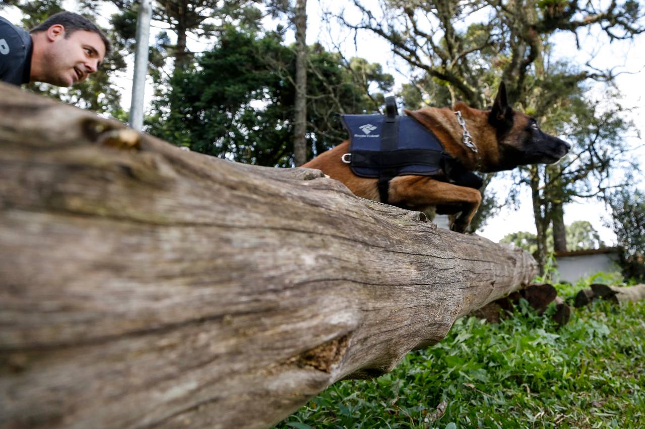 Cães farejadores: treinamento.