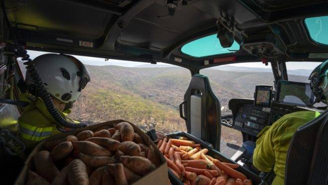 Alimentos são lançados a animais na Austrália
