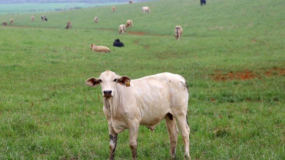 Focos de raiva em bovinos são encontrados na região Noroeste do Paraná Focos de raiva em bovinos são encontrados na região Noroeste do Paraná