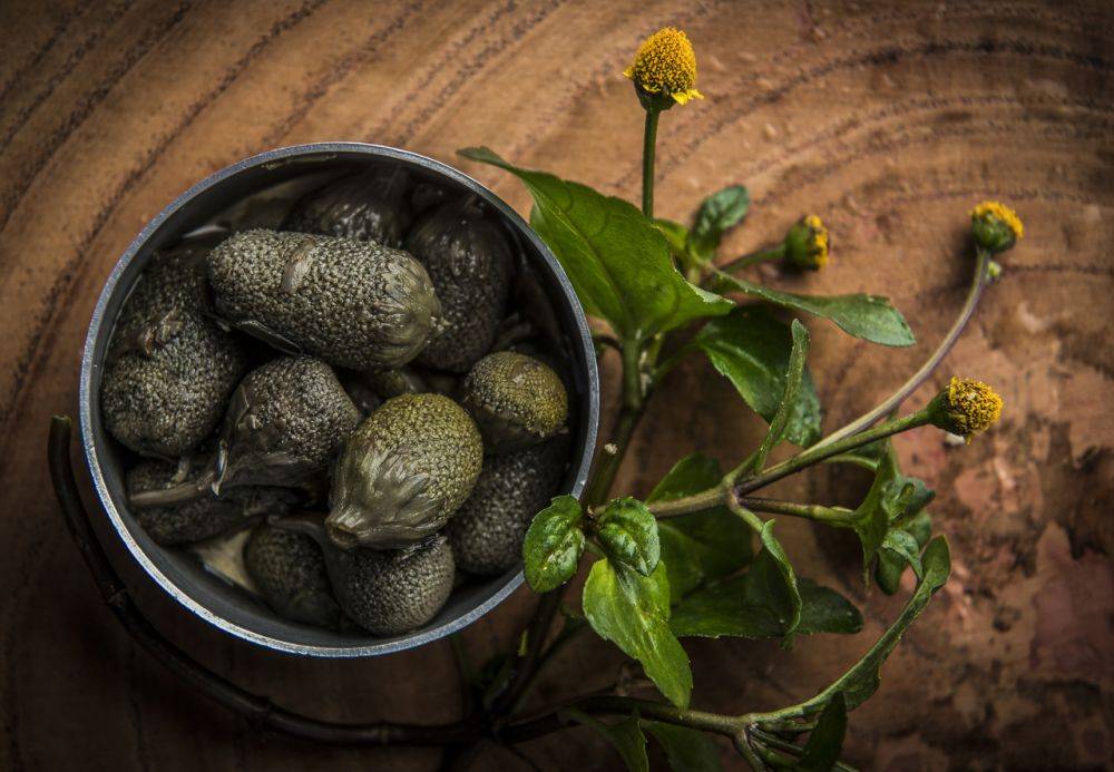 As folhas e o caule do jambu normalmente são usados na culinária, enquanto as flores servem ao preparo da cachaça. Foto: Leticia Akemi/Gazeta do Povo As folhas e o caule do jambu normalmente são usados na culinária, enquanto as flores servem ao preparo da cachaça. Foto: Leticia Akemi/Gazeta do Povo