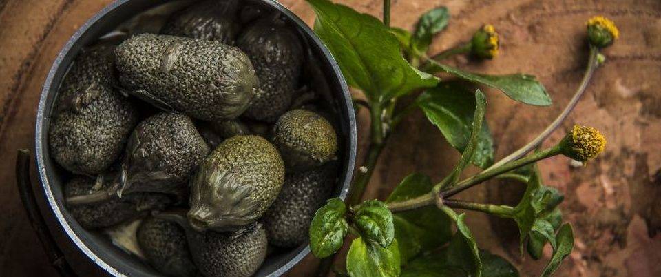 Conheça o jambu, a planta comestível que amortece a boca Conheça o jambu, a planta comestível que amortece a boca