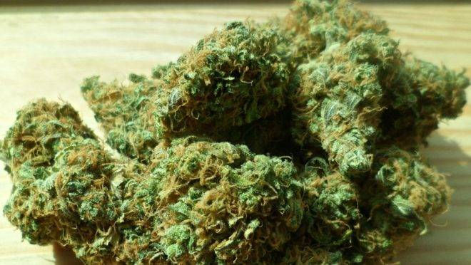 Apesar de tragédias cada vez mais frequentes envolvendo o uso recreativo da maconha, os EUA querem criar leis que incentivam a indústria da canabis.
