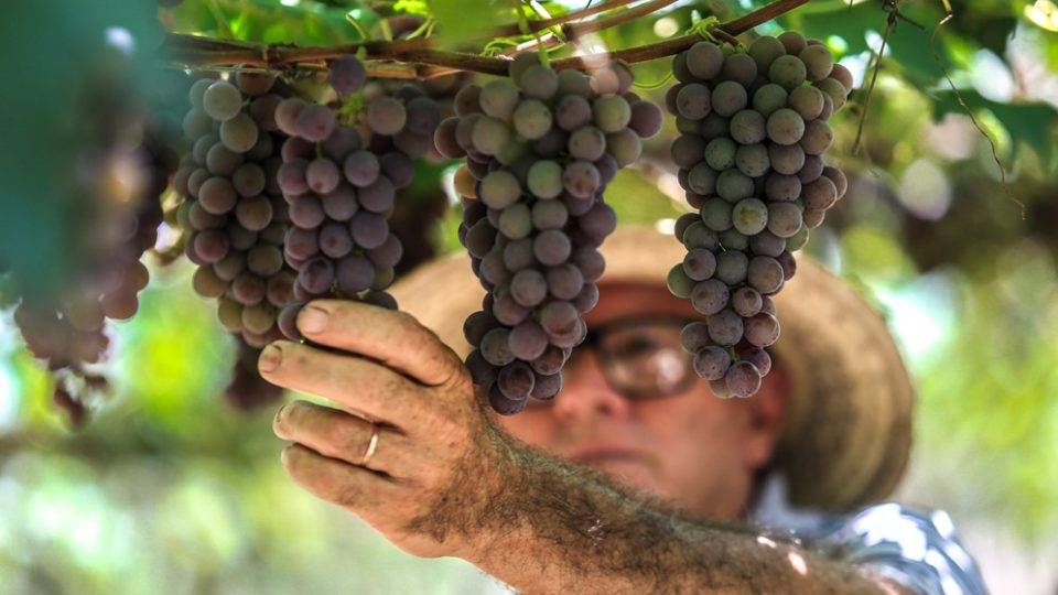 Encontro em Curitiba foca na Agricultura Familiar e produção Expedição Agricultura Familiar em Formosa/GO – Uvas