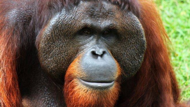 São várias as ações que tentam conferir direitos humanos a animais. Na Argentina, uma orangotango foi considerada “mulher” para ser tirada de um zoológico.