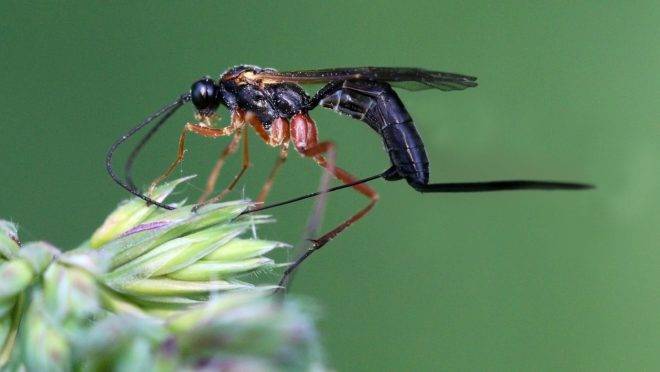 Vespa do gênero Ichneumonidae