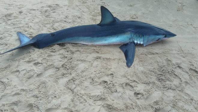 Parana Tubarao De 2 2 Metros Morre Na Areia Em Guaratuba