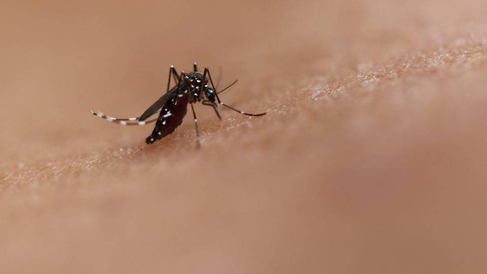 Confluência de Covid-19, dengue e influenza em abril preocupa Ministério da Saúde Em 2020, Paraná vive explosão de casos de dengue do tipo DEN-2.