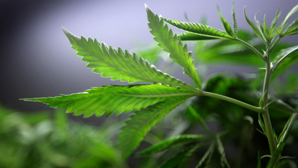 Sete coisas que aprendi na Marcha da Maconha Cannabis: a planta mais defendida do mundo | DM/JYDAVID MCNEW