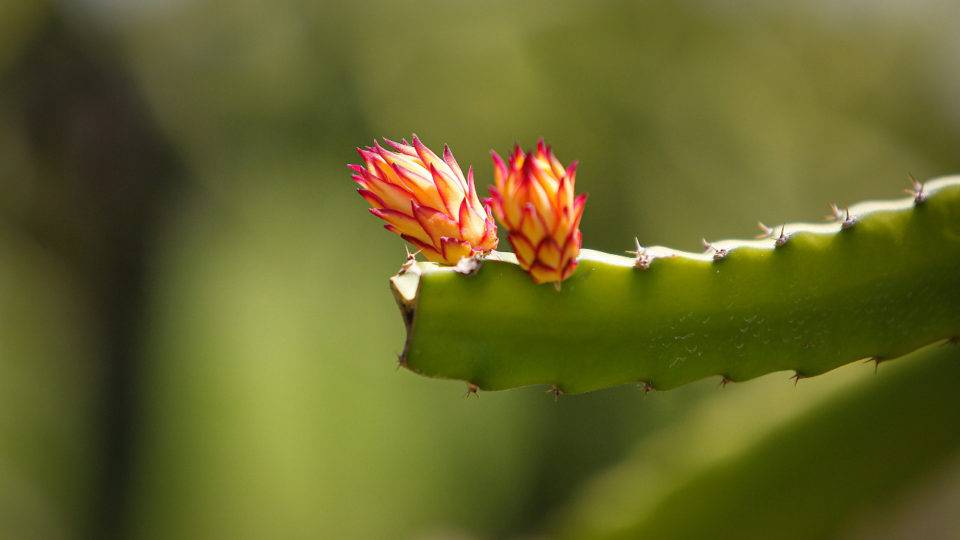 Pitaya é descoberta pelos consumidores e ganha espaço nas mesas e pomares Pitaya tem atraído muitos consumidores que desejam perder peso, pelo seu baixo valor calórico e alto teor de fibras.