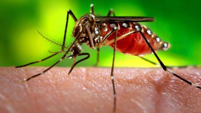 O Aedes Aegypti, mosquito transmissor da dengue, zika e chikungunya.