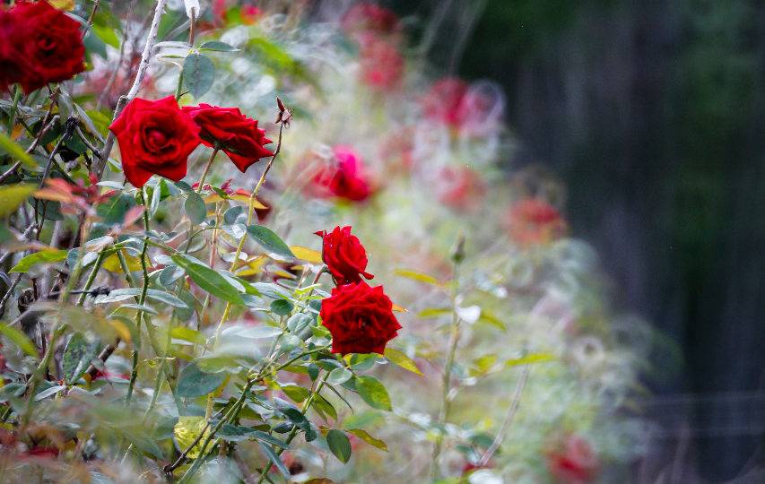 Família troca frango por rosas e ganha mercado de gigantes paulistas e mineiros Antonio e Aparecida começaram a produção com 2500 pés de rosa. Atualmente cultivam 38 mil pés e comercializam 2800 dúzias por mês.