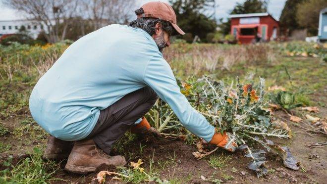 Através da agricultura, projeto nos EUA ajuda desabrigados a saírem das ruas
