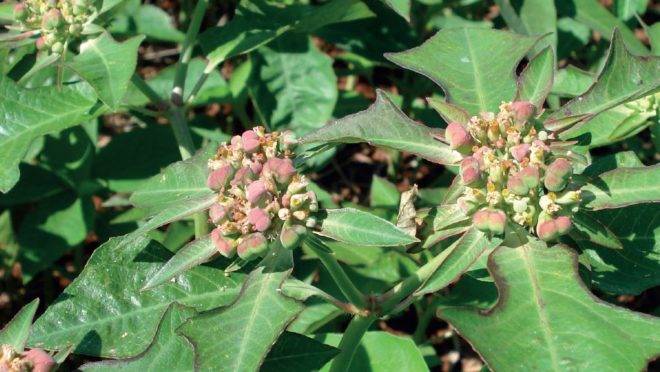Euphorbia heterophylla, nome científico do café-do-diabo, leiteiro ou amendoim-bravo