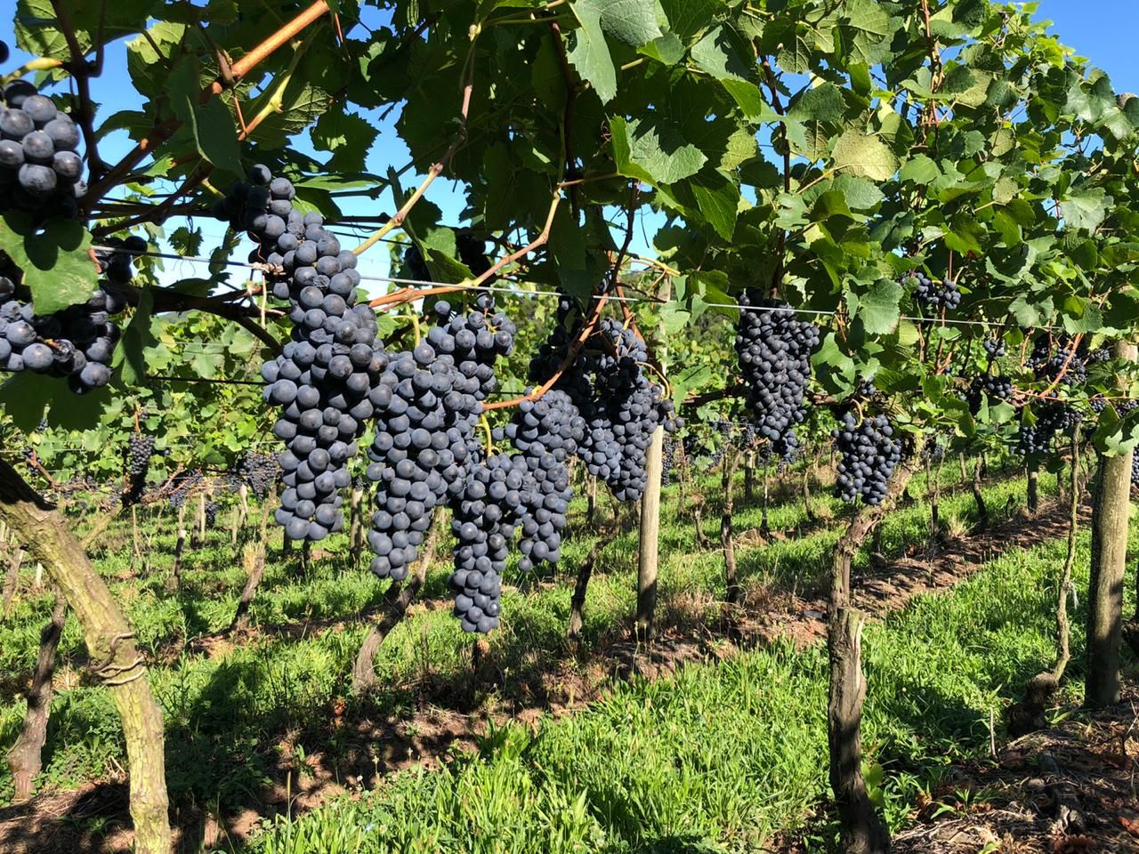vinicola luiz argenta cachos de uva videira Associacao Brasileira de Enologia vinicola luiz argenta cachos de uva videira Associacao Brasileira de Enologia