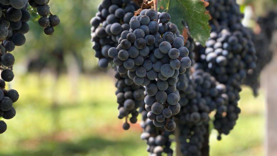 Mesmo com crise do coronavírus, enólogos preveem melhor safra de vinhos brasileiros desde 2005 Vinícola Don Guerino Associacao Brasileira de Enologia