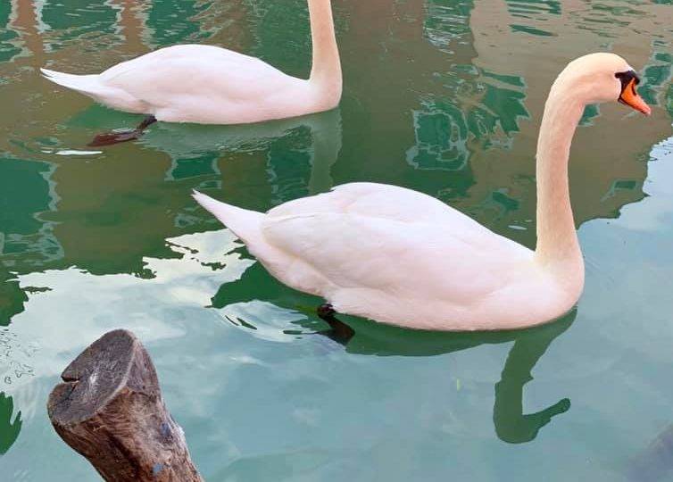 Coronavírus muda paisagem de Veneza: águas claras e ar menos poluído Canais de Veneza surpreendem com água limpa.