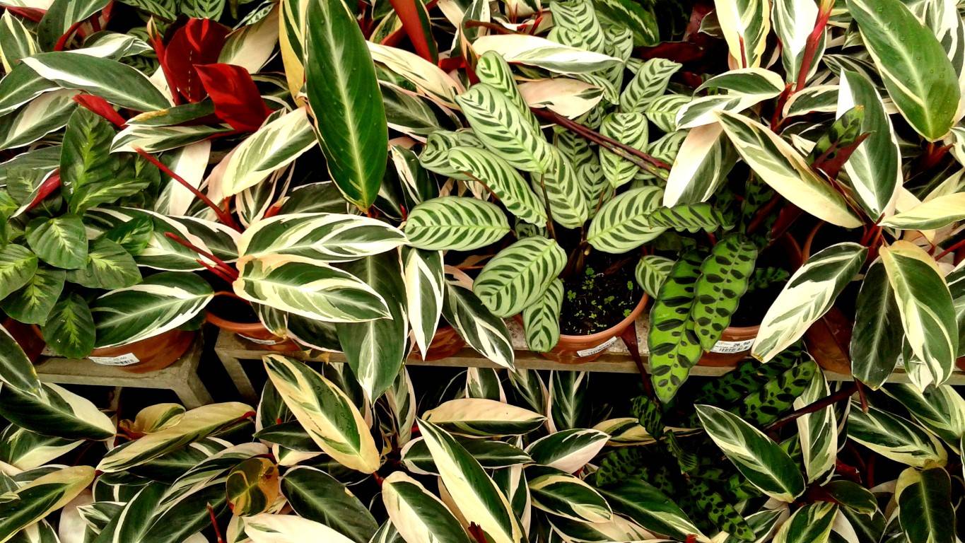 Diversas plantas dos gêneros Maranta e Calathea são consideradas rezadeiras, com cores e texturas únicas. Foto: Trama Paisagismo/Divulgação Diversas plantas dos gêneros Maranta e Calathea são consideradas rezadeiras, com cores e texturas únicas. Foto: Trama Paisagismo/Divulgação