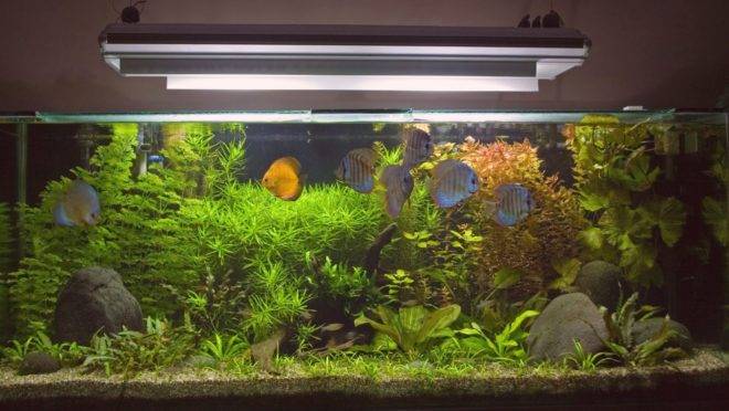 Produto de limpeza de tanque de peixes continha substância similar ao medicamento estudado contra a Covid-19
