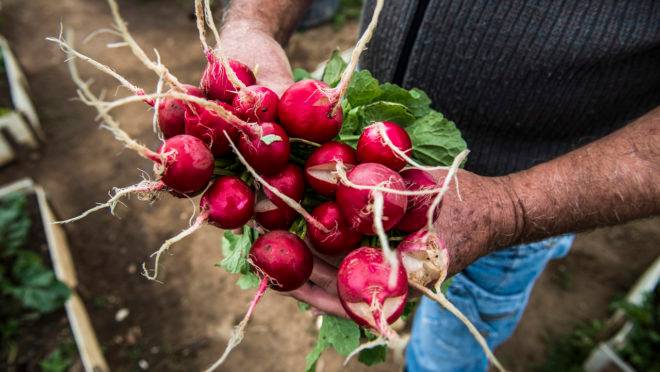 Salva de palmas a todos os que plantam, colhem, vendem e transportam o alimento nosso de cada dia.