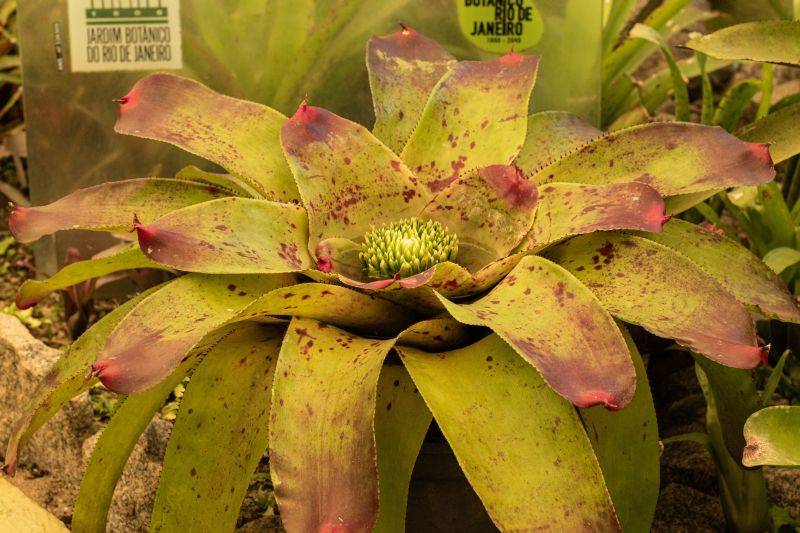 Espécie da bromélia imperial: planta é querida no paisagismo pela exuberância e potencial decorativoo. Foto: Bigstock Espécie da bromélia imperial: planta é querida no paisagismo pela exuberância e potencial decorativoo. Foto: Bigstock