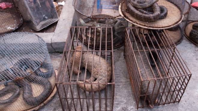 Apesar do coronavírus, os mercados de animais silvestres da China não desapareceram. E eles serão a fonte provável de muitas pandemias futuras.