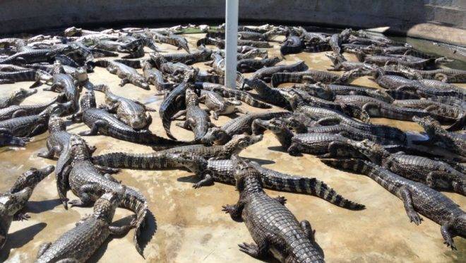 Jacarés criados em cativeiro no Mato Grosso: brasileiro também tem o hábito se alimentar de animais silvestres.