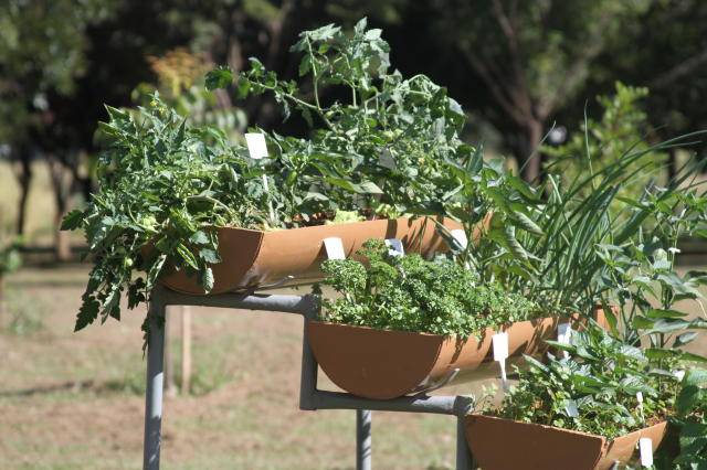 Curso da Embrapa de hortas para pequenos espaços residenciais está organizado em 4 módulos Curso da Embrapa de hortas para pequenos espaços residenciais está organizado em 4 módulos