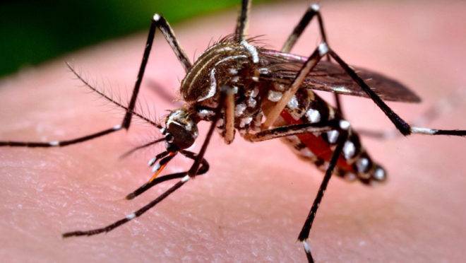 Aedes Aegipti, mosquito transmissor da dengue, chikungunya e zica vírus. Foto: Agência Senado/Prefeitura de São Paulo em: http://www12.senado.leg.br/noticias/materias/2016/02/01/datasenado-quer-ouvir-brasileiros-sobre-multa-a-quem-nao-colabora-na-luta-contra-aedes-aegypti