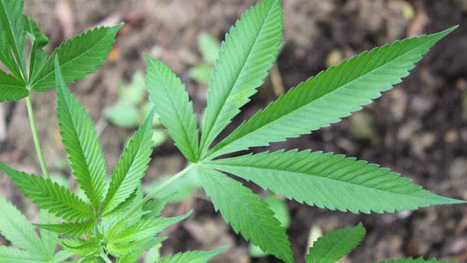 Produto liberado á base de maconha é um fitofármaco que possui canabidiol e concentração inferior a 0,2% de THC.