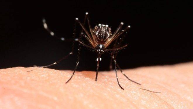 Mosquito da dengue segue se proliferando pelo Paraná.