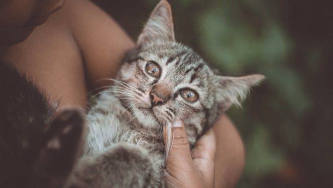 O diagnóstico de dois gatos com a Covid-19 nos Estados Unidos chamou atenção. Mas pouco se sabe sobre a doença entre animais