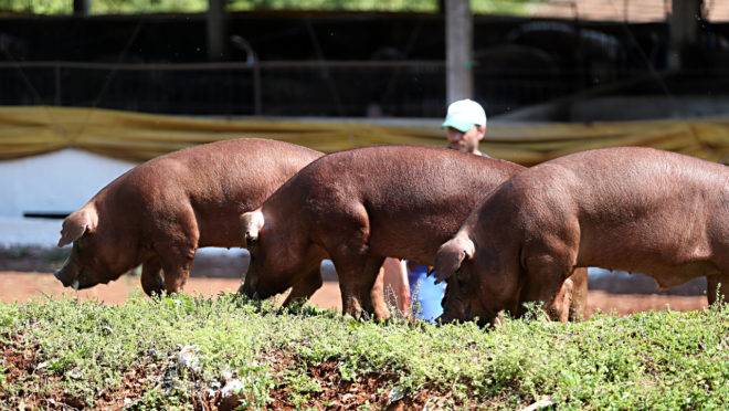 Suínos da raça Duroc em propriedade rural paranaense