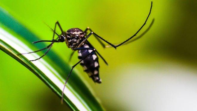 Paraná passa de 150 mil casos de dengue desde agosto de 2019.