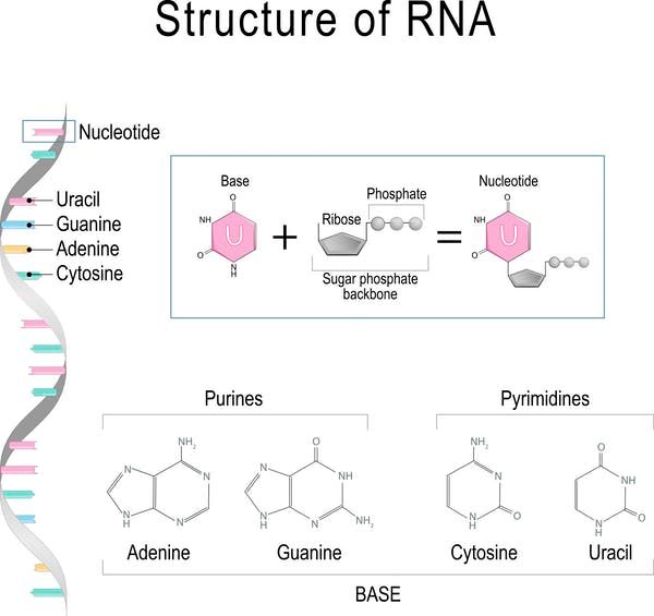 Cada "bloco de construção" do DNA possui três partes: um açúcar, uma base (A, C, G, ou T) e um grupo de fosfato. Cada "bloco de construção" do RNA é feito com a base (A, C, G ou U). Cada "bloco de construção" do DNA possui três partes: um açúcar, uma base (A, C, G, ou T) e um grupo de fosfato. Cada "bloco de construção" do RNA é feito com a base (A, C, G ou U).