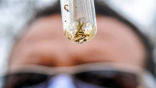 Casos de dengue estão se espalhando pelo estado.
