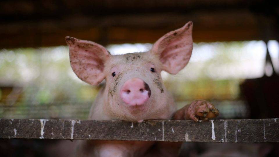 Dólar e exportações fortalecem setor de alimentos, que até contratou em meio à crise No agronegócio, produção de proteína animal e de grãos registra ganhos com exportações.
