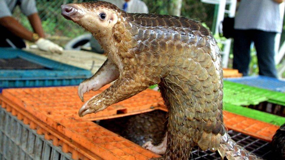 A Terra “reage” às nossas ações? Estudos identificam o pangolim, animal silvestre vendido em mercados na Ásia, como o “elo” que permitiu ao coronavírus passar de morcegos para o ser humano.