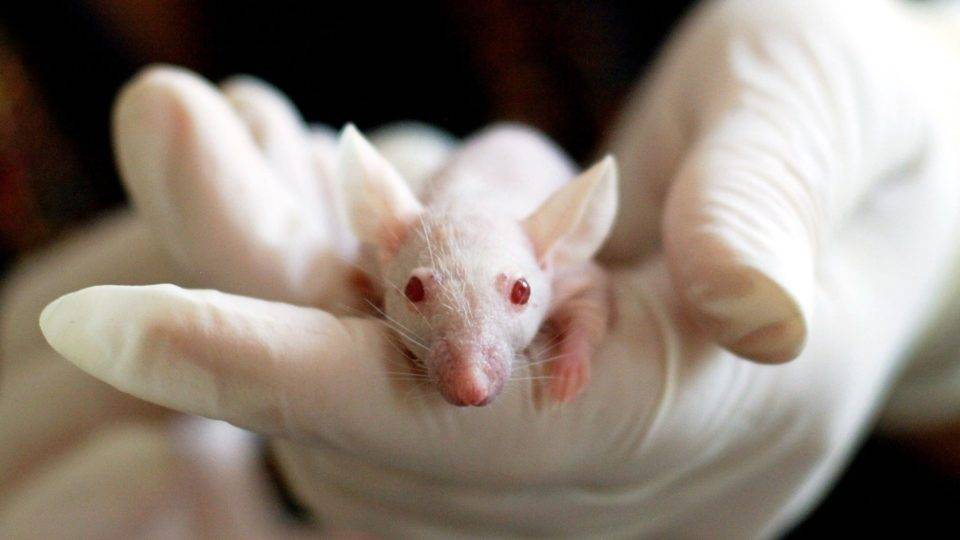 Cientificismo: quando a ciência e a política se unem para escravizar os homens As pesquisas das ciências naturais não podem ser reproduzidas nas ciências humanas.